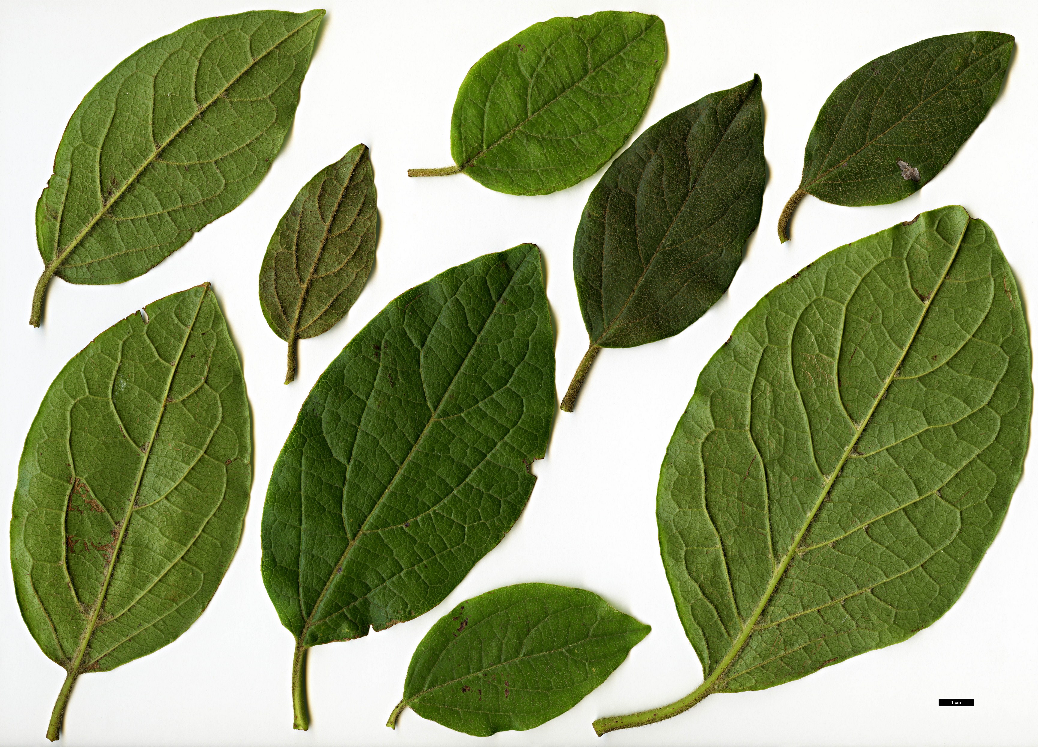 High resolution image: Family: Adoxaceae - Genus: Viburnum - Taxon: rugosum